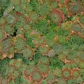 Rosularia platyphylla